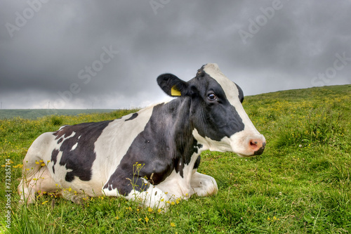 Portrait of a cow in the Alps. © marcel