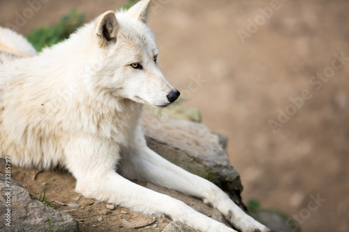 Arctic Wolf  Canis lupus arctos  aka Polar Wolf or White Wolf -