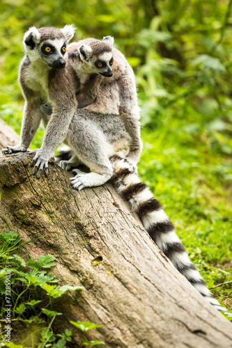 Lemur kata (Lemur catta)