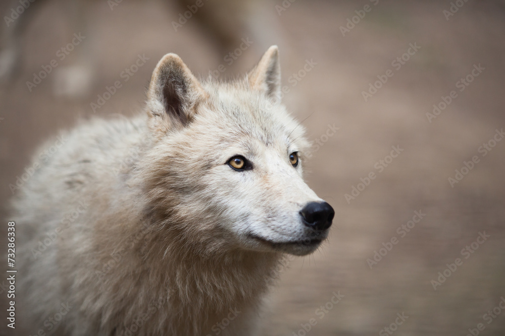 Fototapeta premium Arctic Wolf (Canis lupus arctos) aka Polar Wolf or White Wolf -