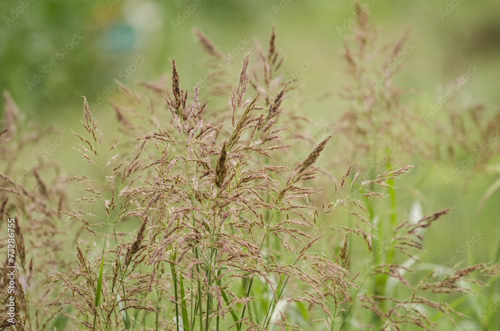Tall field grass Tall field grass