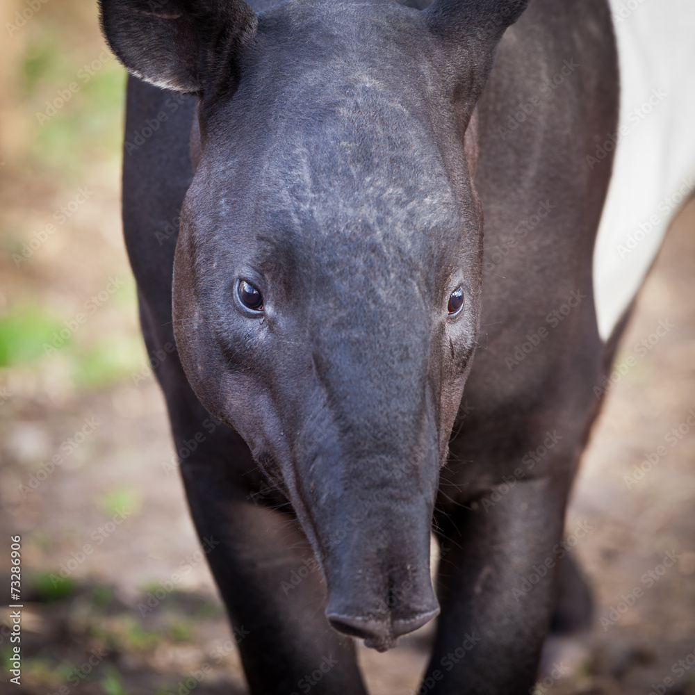 Fototapeta premium Malayan Tapir, also called Asian Tapir