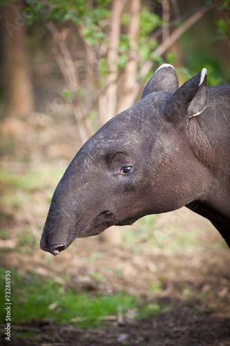 Malayan Tapir, also called Asian Tapir © lightpoet