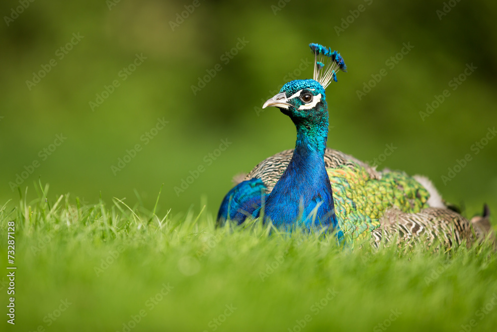 Fototapeta premium Splendid peacock (Pavo cristatus)