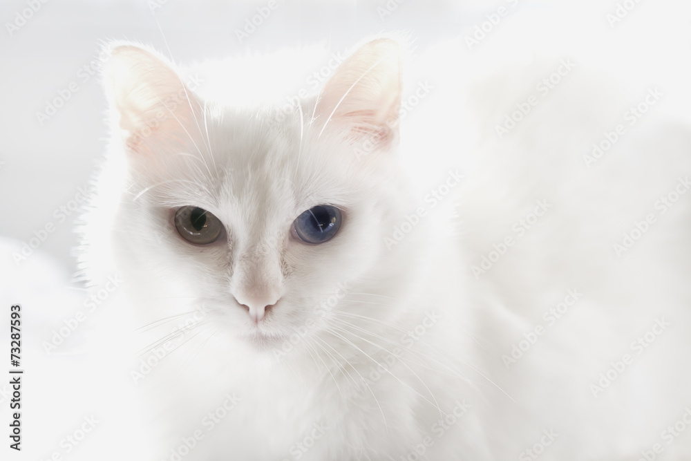 the white cat with minnow eyes