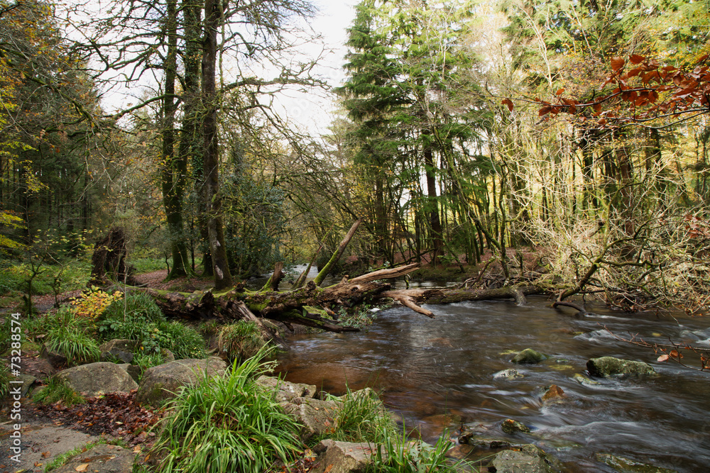Longtimber Woods, Ivybridge, Devon