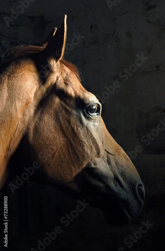 Obraz na plátně Horse in stall