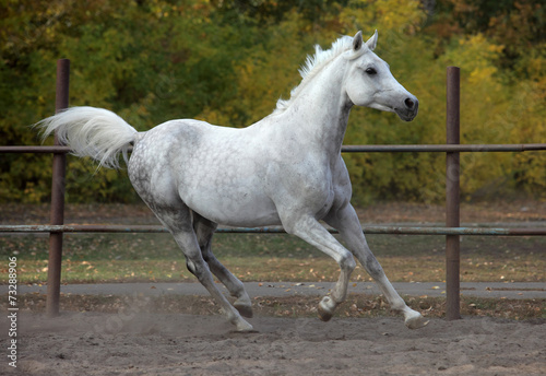 Spotted white horse in running pose © horsemen