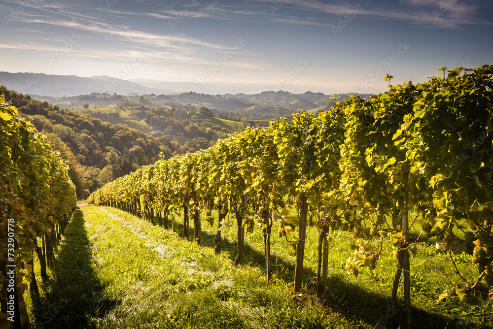 Styrian Tuscany Vineyard Austria