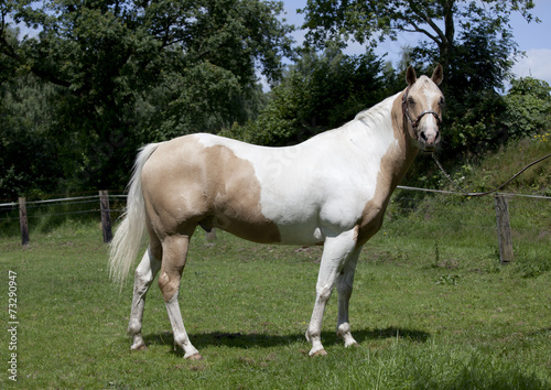 Horse Palomino portrait © pfluegler photo