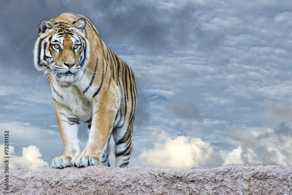 Obraz premium Tygrys syberyjski gotowy do ataku, patrząc na ciebie