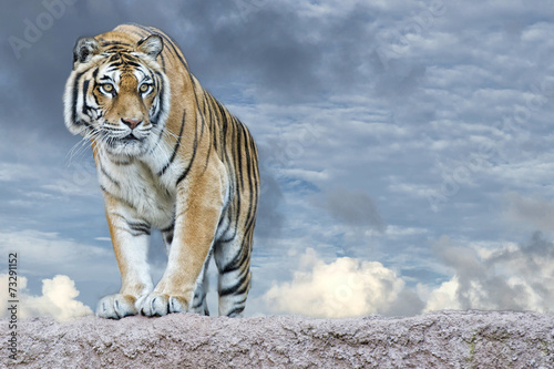 Obraz na płótnie Siberian tiger ready to attack looking at you