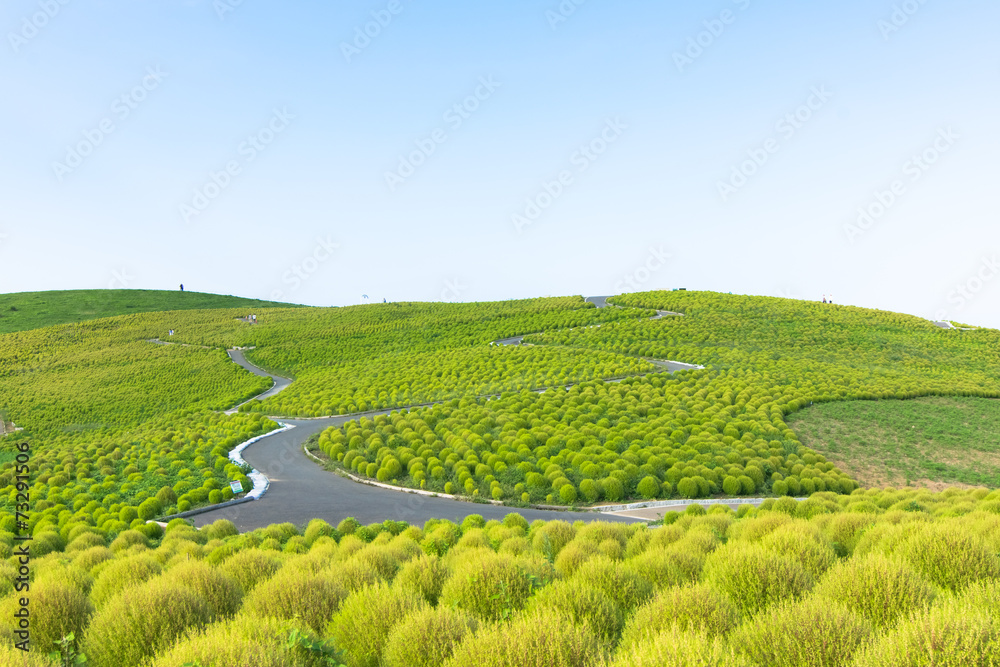 Kochia hill (green) and the blue sky