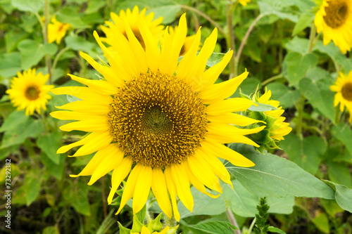 “Pot Orange” Sunflower in Summer