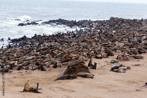 huge colony of Brown fur seal - sea lions in Namibia photo