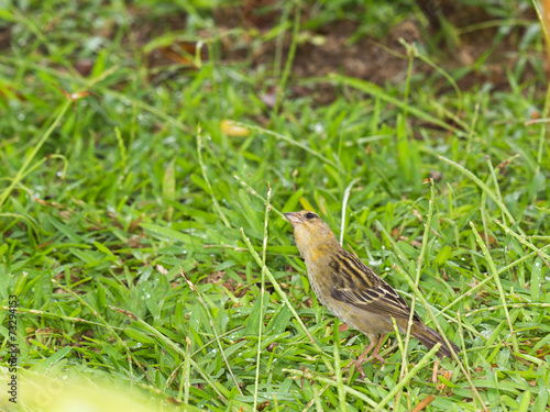 Seychellois female sparrow