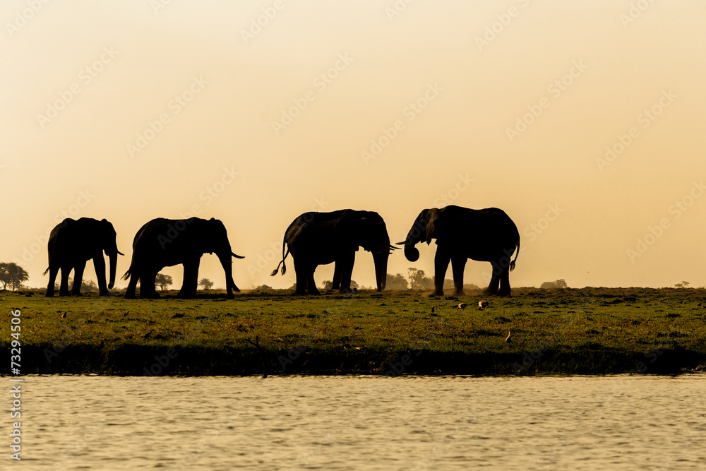 Fototapeta premium African Elephant in Chobe National Park