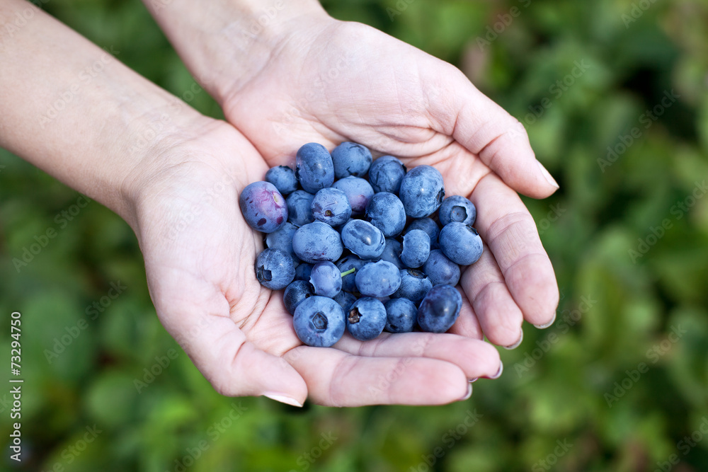 Blueberries in the woman's hands. Blueberries in the woman's hands.