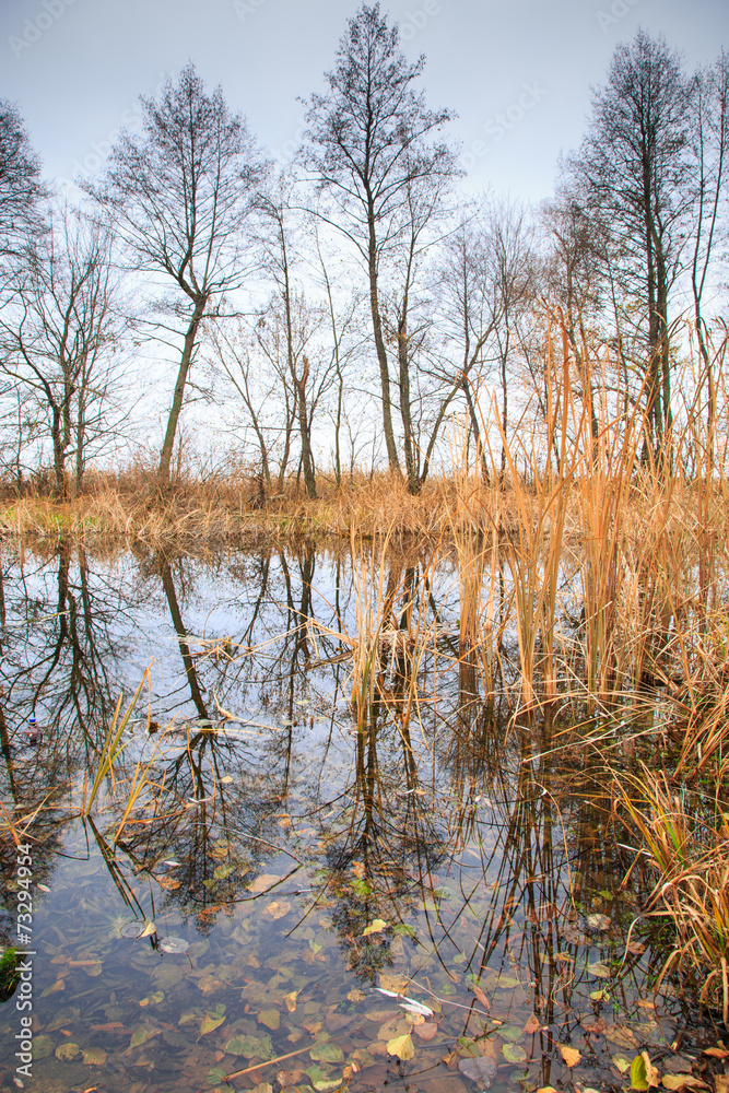 reflection of trees in water reflection of trees in water