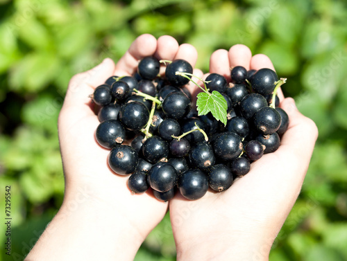 Black currants is in the child's hands.