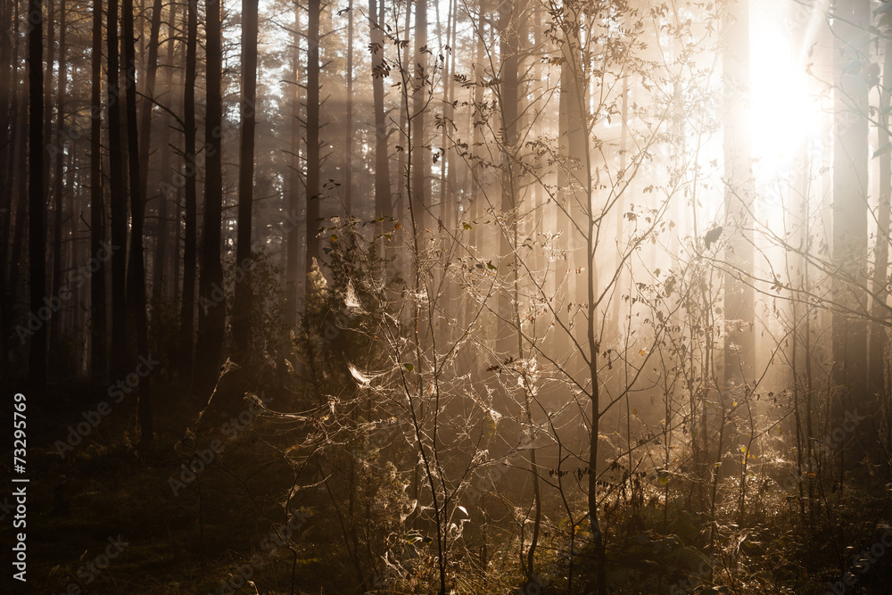 Obraz premium Sunrise in forest