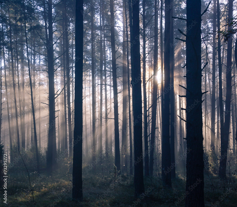 Obraz premium Sunrise in forest