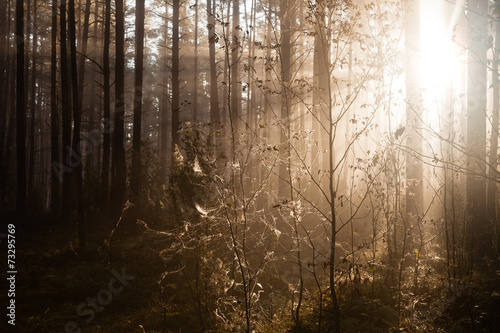 Sunrise in forest