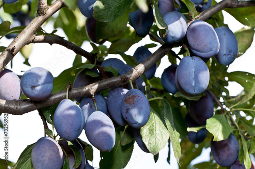 Plums on the tree. Fruit background.