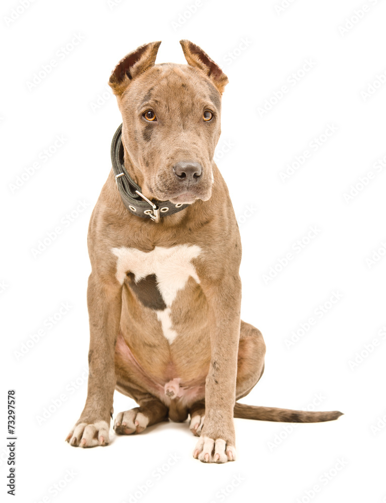 Cute puppy pit bull Cute puppy pit bull