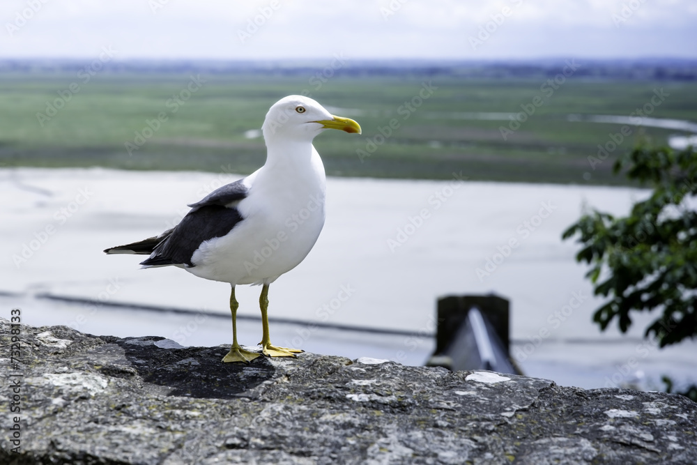 Möwe Möwe