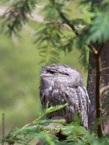 Tawny Frogmouth sitting on a branch in the forest photo