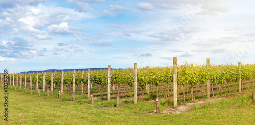 Vineyard in Yarra Valley, Australia