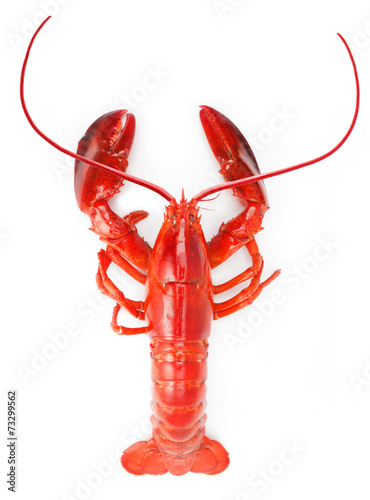 Lobster isolated on white