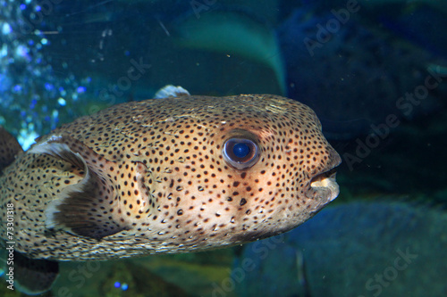 Spot-fin Porcupinefish (Diodon hystrix) in Japan  © feathercollector