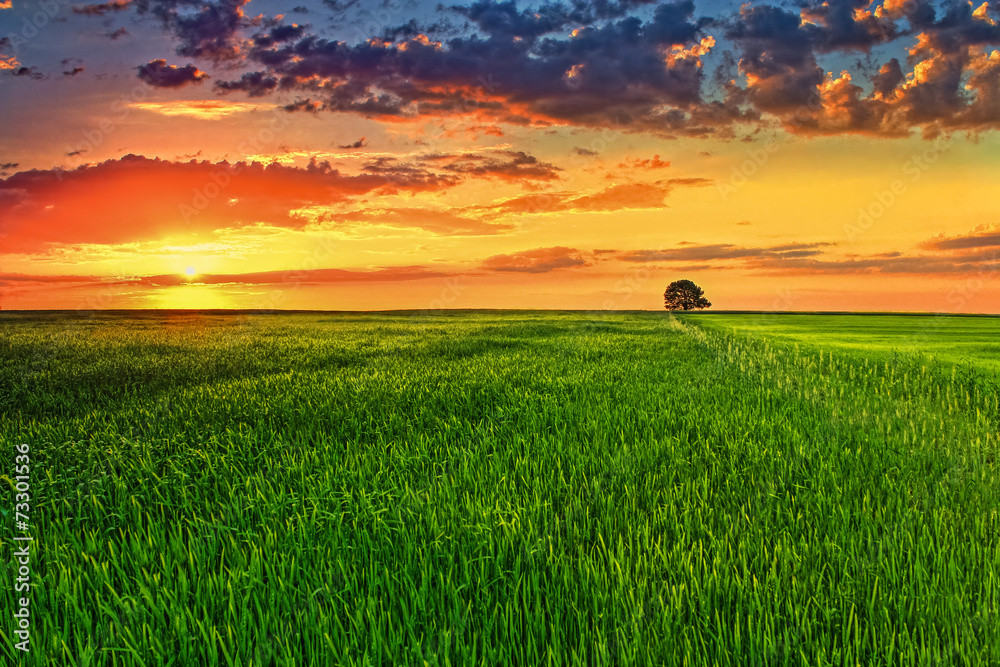 Naklejka premium Picturesque sunset in the green wheat field