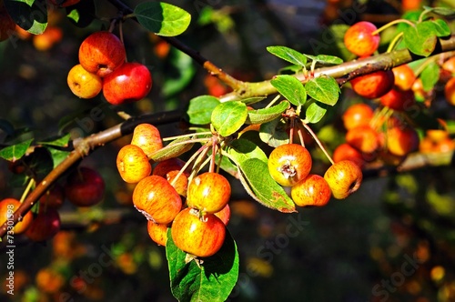 Crab apples ripening on tree © Arena Photo UK photo