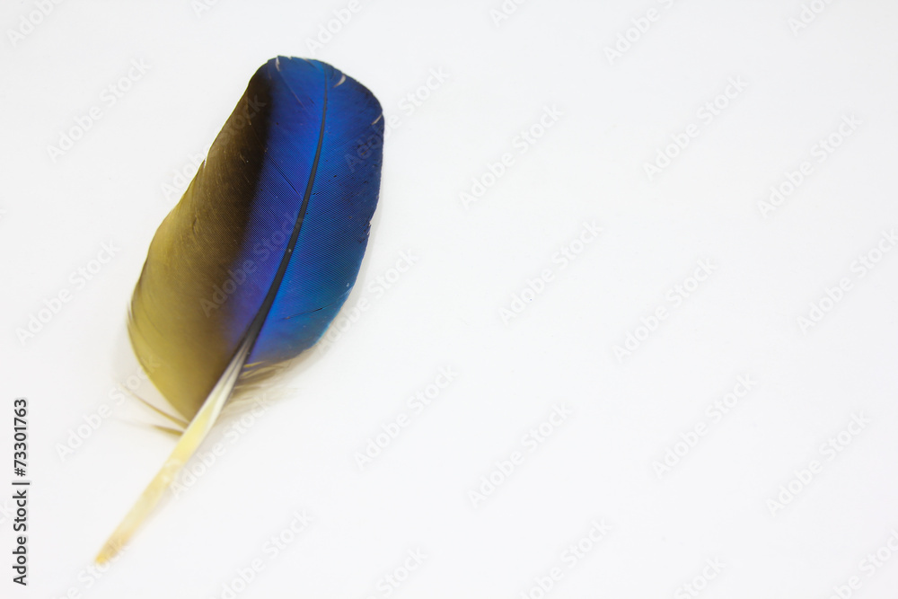 Macaw Feather