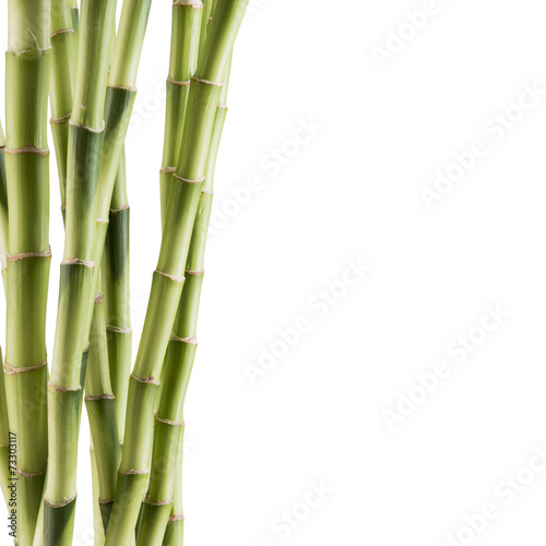 Fototapeta Naklejka Na Ścianę i Meble -  Fresh bamboo