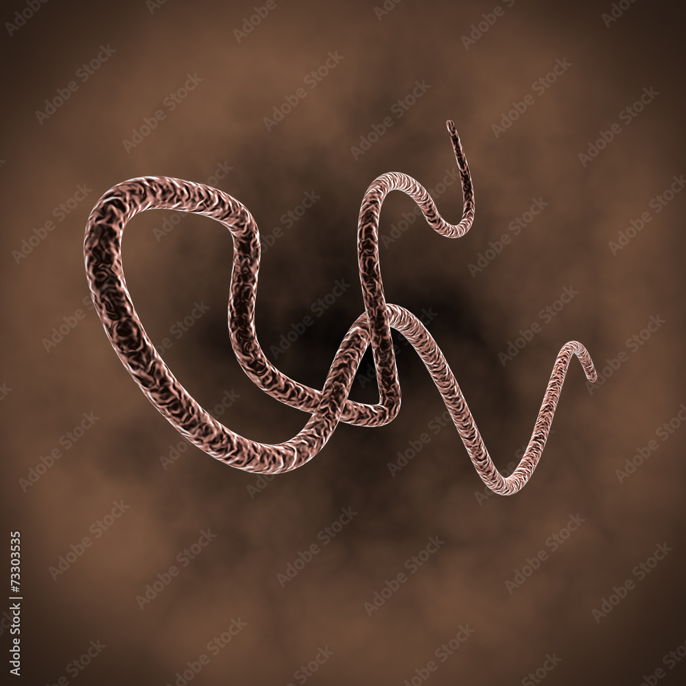 Fototapeta premium ebola virus