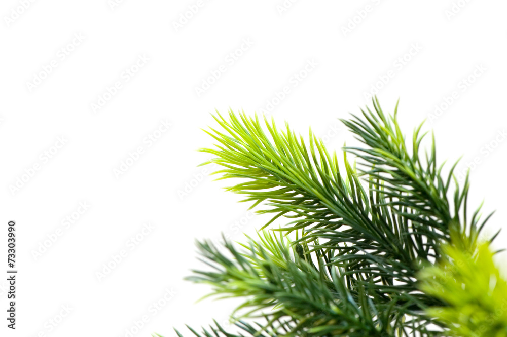 Christmas tree isolated on the white background