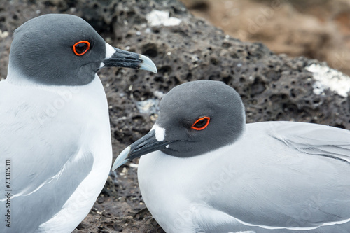 swallow-tailed Gulls on the Galapagos Islands #73305311