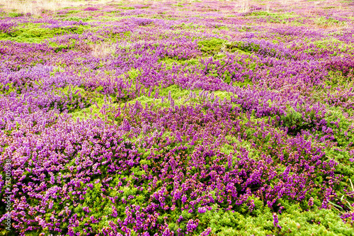 Quadro su tela Bruyères en fleur lande Bretonne