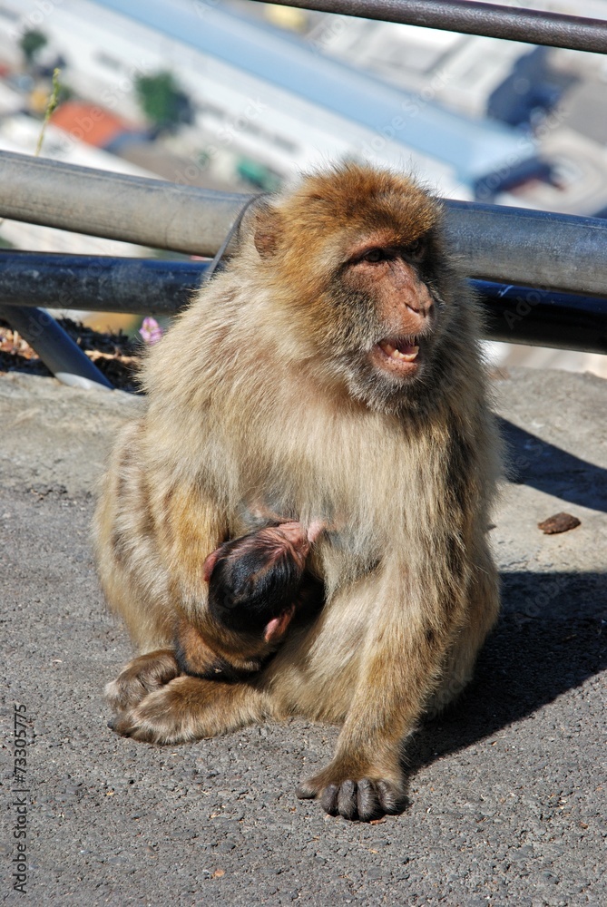 Obraz premium Barbary apes, Gibraltar © Arena Photo UK