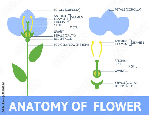 Detail of anatomy flower.