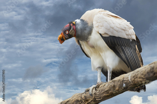 sarcoramphus papa on cloudy sky background photo