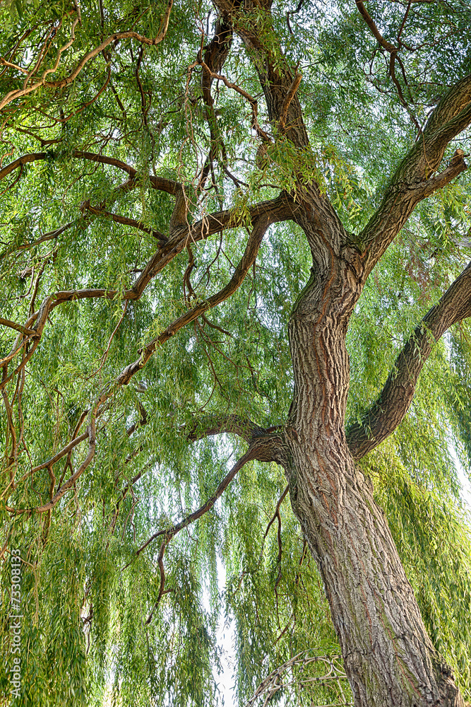 Willow tree. Salix