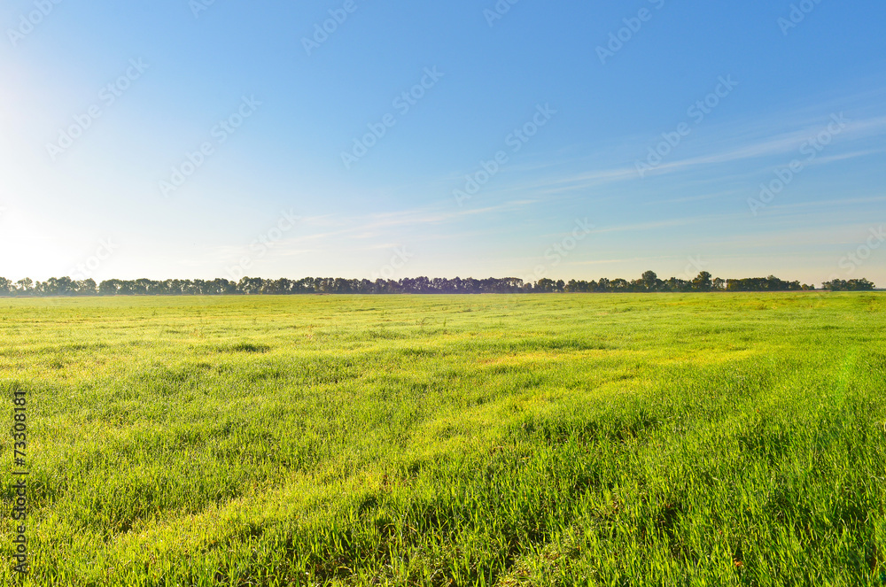 Green field