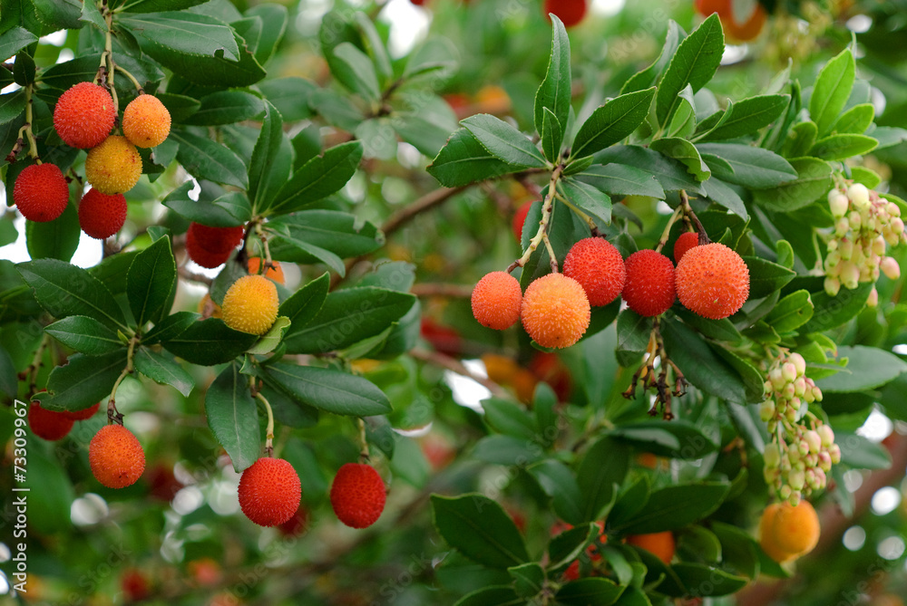 arbutus berries