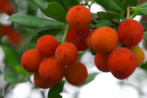 Tableau sur toile arbutus berries on tree