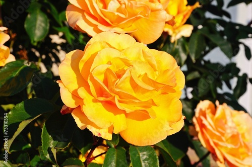 Peach coloured English rose    Arena Photo UK